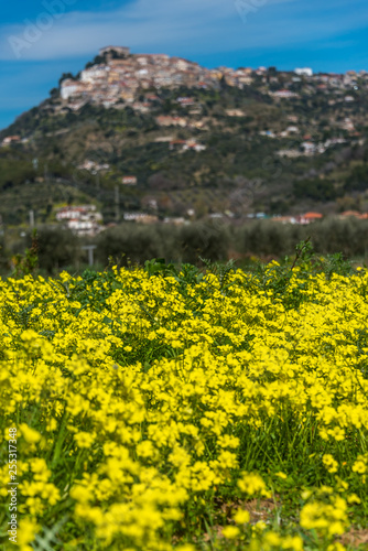 Hilltop Medieval Village in Southern Italy with Yellow Wildflowers in the Foreground © JonShore