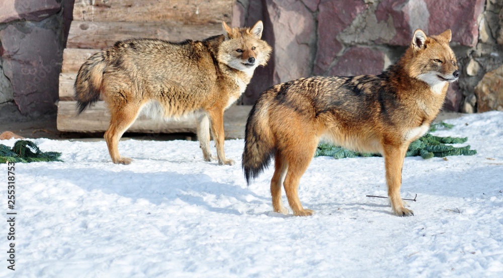 Two jackals in winter