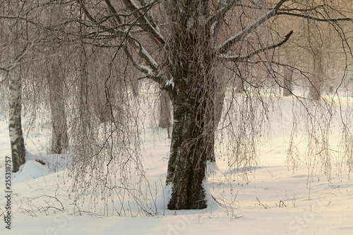 A wintry park with birch trees in fog 