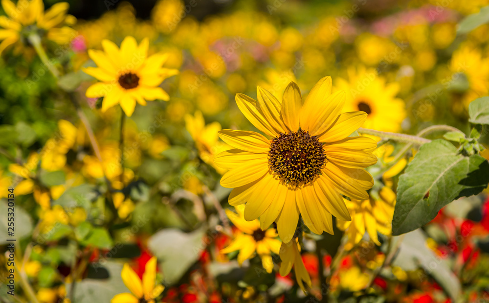 Fototapeta premium Yellow Marigold / Daisy flower in a garden