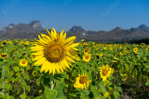 Landscape of Sunflower Farm.