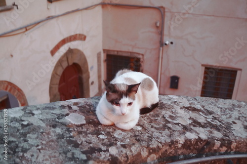 Fototapeta Naklejka Na Ścianę i Meble -  Cat on a wall of Pelago, Tuscany, Italy