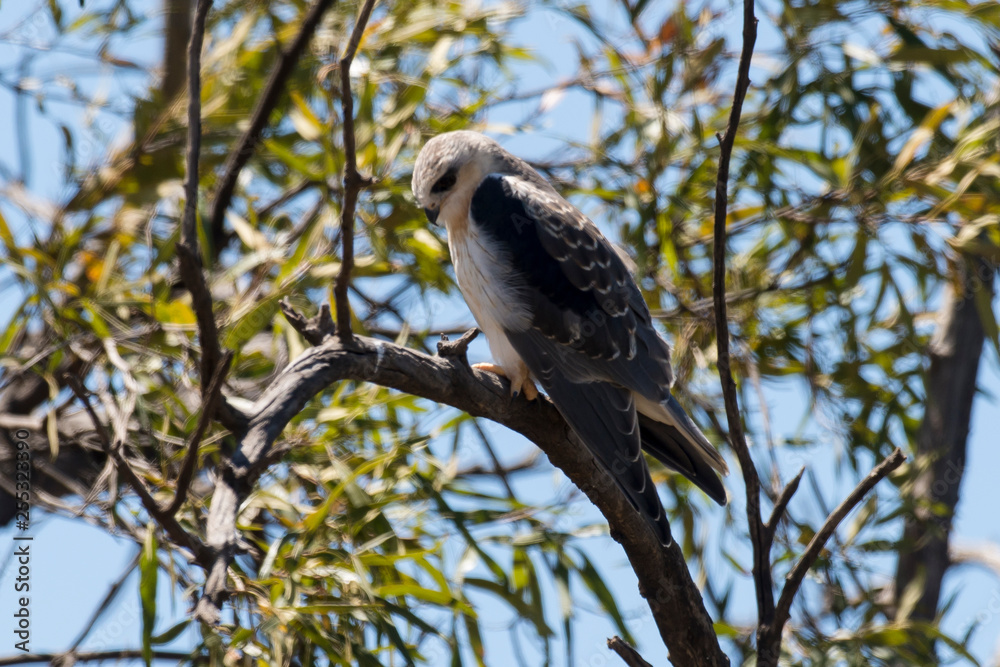 Elanion blanc, .Elanus caeruleus, Black winged Kite Elanion blanc, .Elanus caeruleus, Black winged Kite