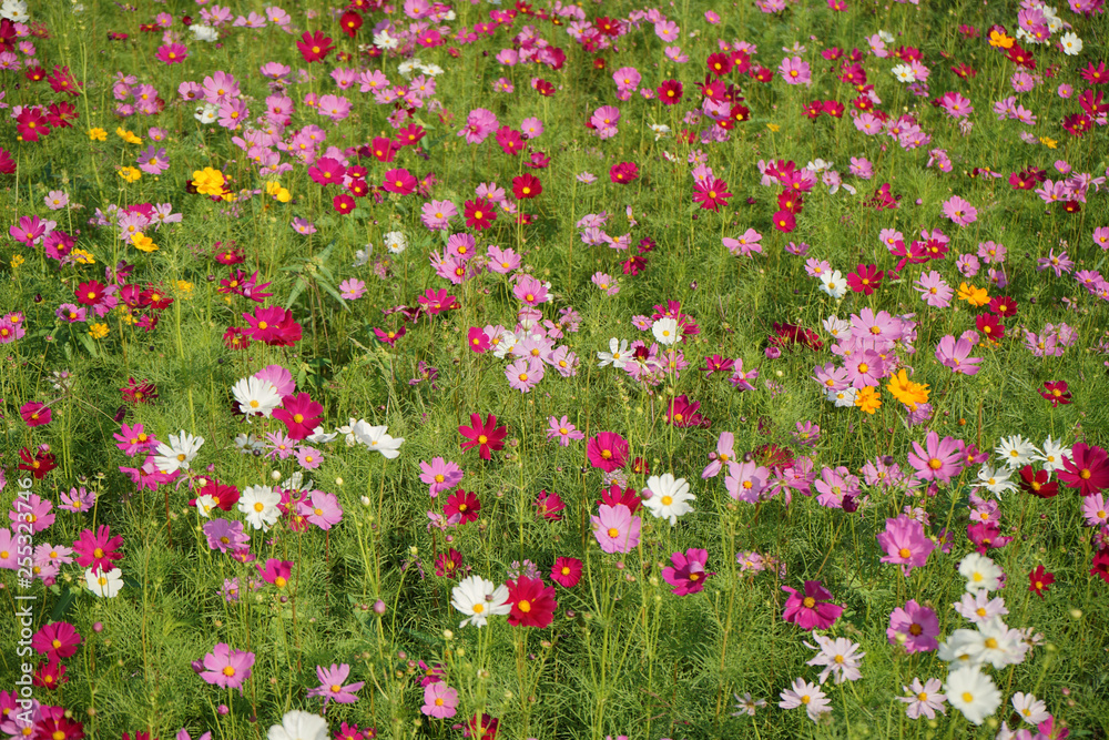 Japanese cosmos flowers Japanese cosmos flowers