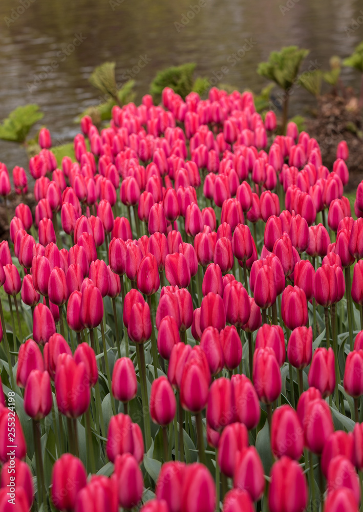 Obraz premium red tulips flowers blooming in a garden