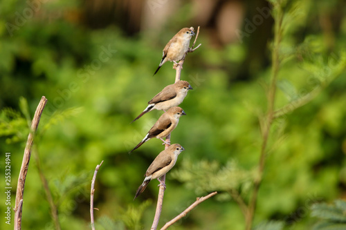 indian silver bills birds perching one below the other in a long twig. © Puvpix