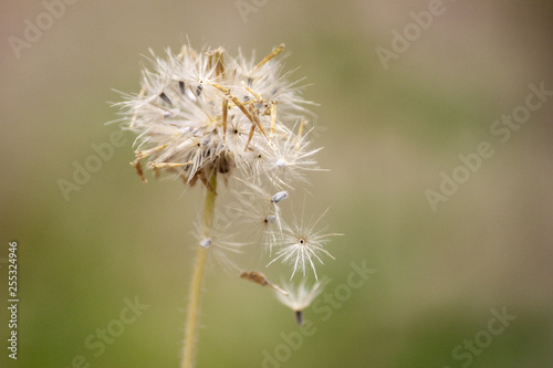 Dandelion with seeds blowing close up. dandelion dispersal of seeds