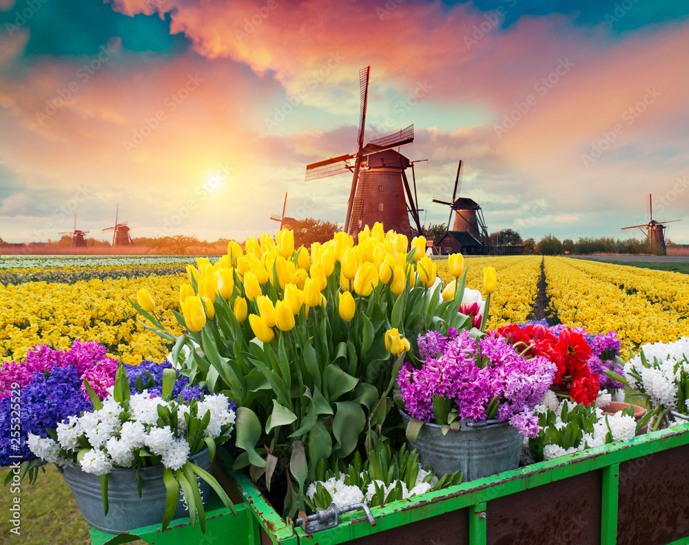 Αυτοκόλλητο Dramatic spring scene on the tulip farm