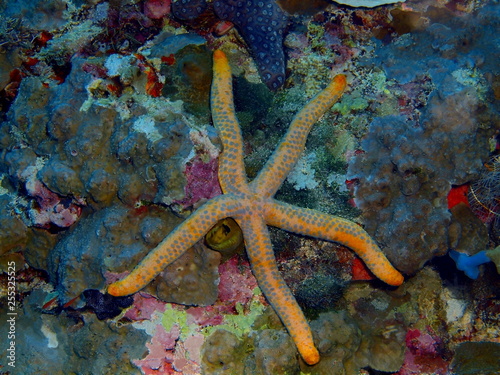 The amazing and mysterious underwater world of Indonesia, North Sulawesi, Bunaken Island, starfish