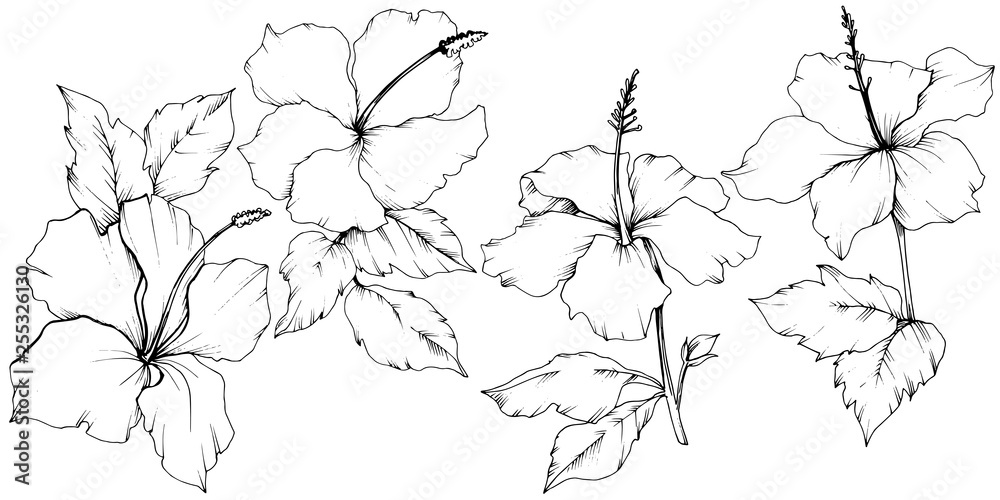 Obraz premium Vector Hibiscus floral botanical flower. Black and white engraved ink art. Isolated hibiscus illustration element.
