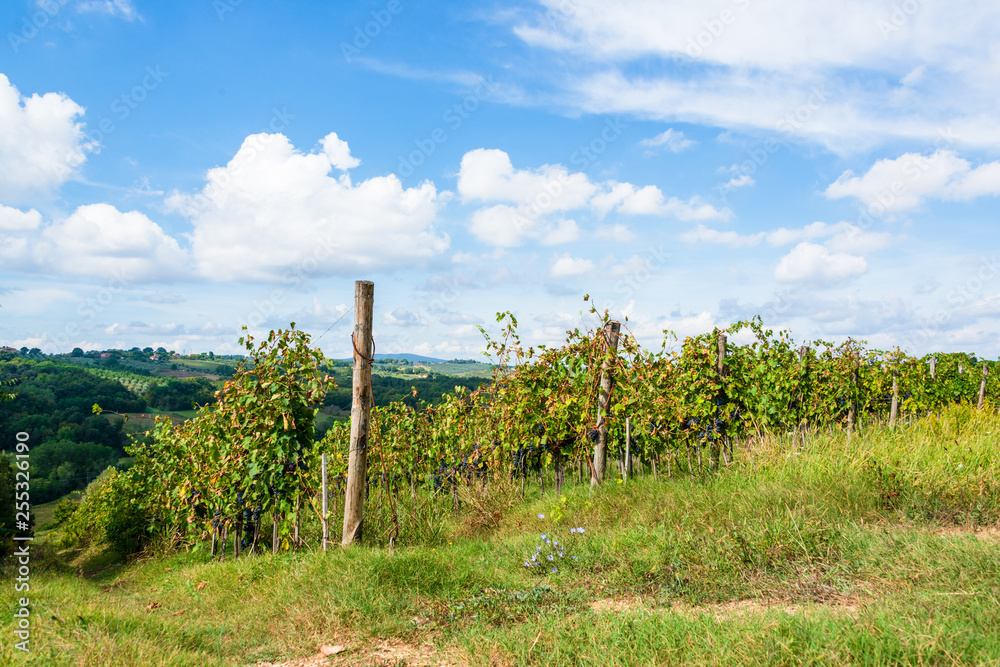 Weinberg in der Toskana im Herbst kurz vor der Weinernte im Chiatigebiert in der Nähe von Siena