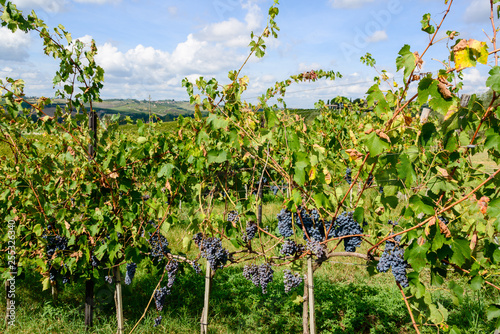 Saftige Rotweintrauben am Weinstock kurz vor der Ernte auf einem Weingut in der Nähe von Siena im Chianti classico Gebiet photo
