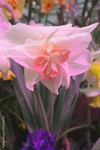 Blooming Narcissus Pink Charm