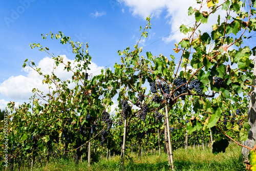 Saftige Rotweintrauben am Weinstock kurz vor der Ernte auf einem Weingut in der Nähe von Siena im Chianti classico Gebiet photo