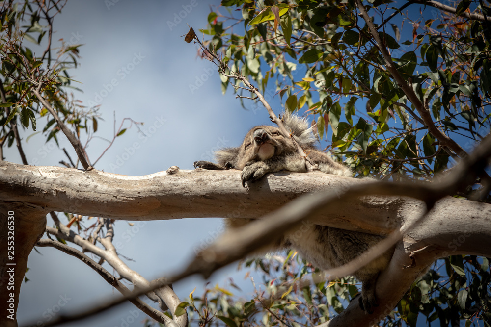 Fototapeta premium Sleeping Koala