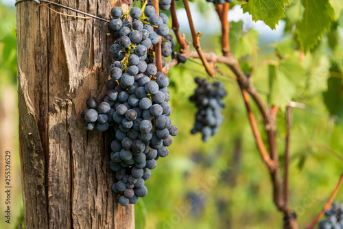 Saftige Rotweintrauben am Weinstock kurz vor der Ernte auf einem Weingut in der Nähe von Siena im Chianti classico Gebiet