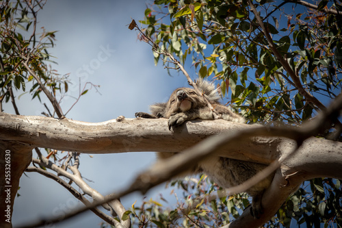 Sleeping Koala