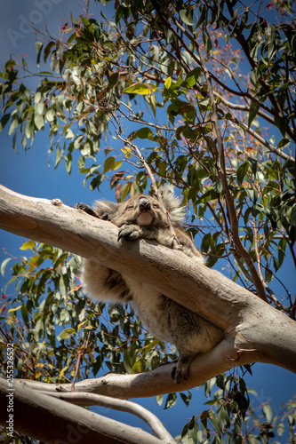 Sleeping Koala