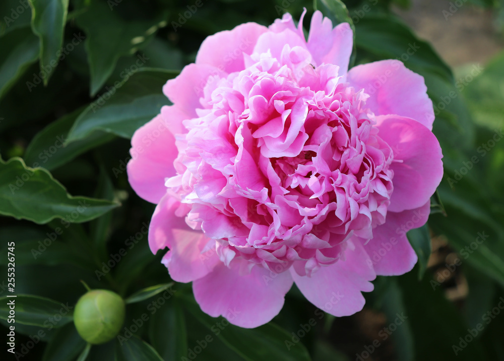 Picture showing a close-up of pink peony flowers blurred background. The peony or paeony is a flowering plant in the genus Paeonia, the only genus in the family Paeoniaceae.