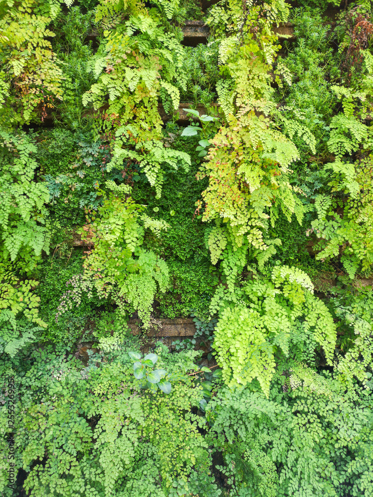 green fresh of Delta maidenhair fern in the garden green fresh of Delta maidenhair fern in the garden