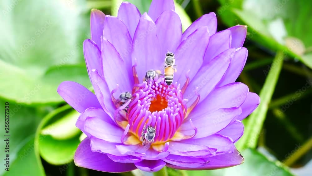 A purple lotus flower and bee. A purple lotus is one of the beautiful flower type. A purple lotus flower and bee. A purple lotus is one of the beautiful flower type.