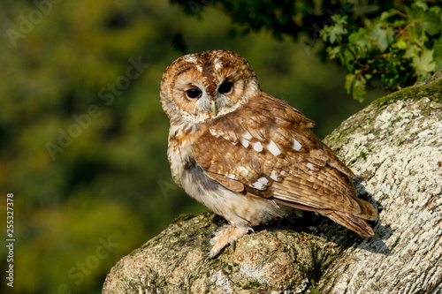 Photos Tawny Owl (Strix aluco) sitting in an oak tree in autumn in Wales, UK