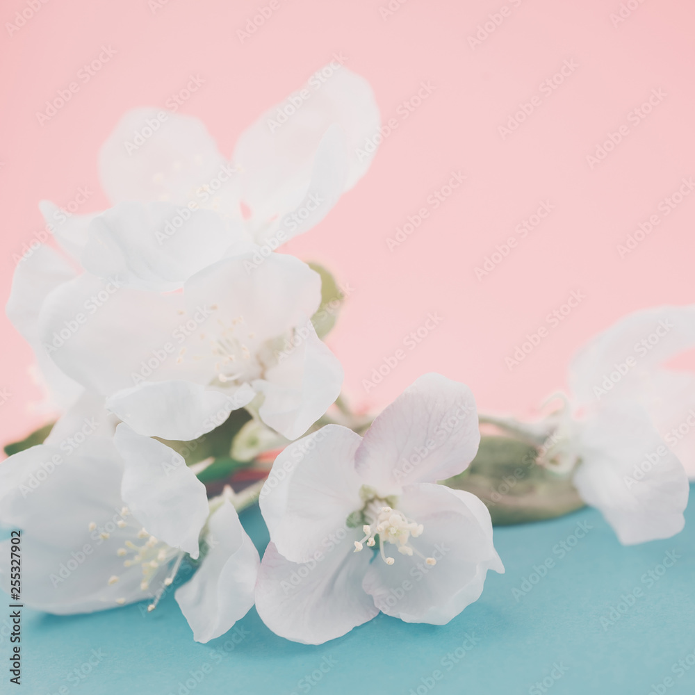 Apple blossoms over blurred color background Apple blossoms over blurred color background