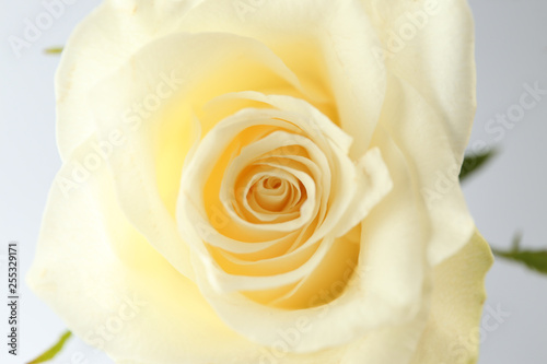 Creamy white rose blossom m...