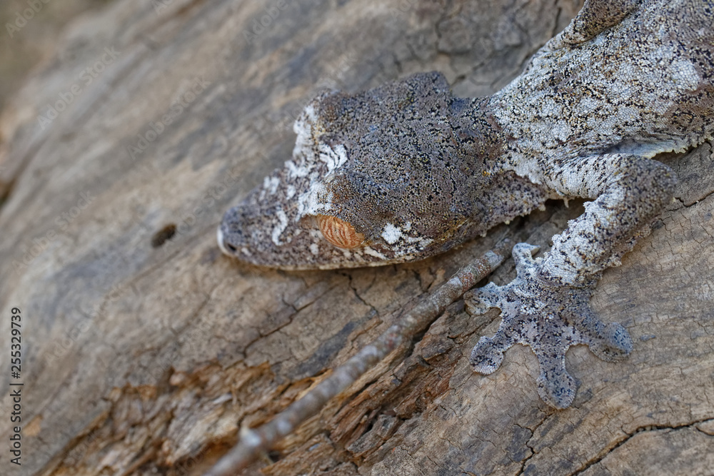 Naklejka premium Blattschwanzgecko