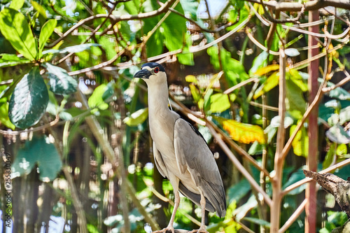 Black-crowned Night Heron (Nycticorax nycticorax) in Guyana © The Nature Guy