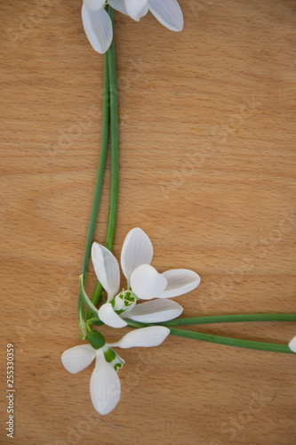 Fototapeta Naklejka Na Ścianę i Meble -  Beautiful spring closeup of snowdrop flowers (Galanthus nivalis), frame, wooden board