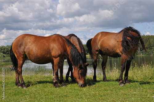 herd of horses on pasture © Siberiya
