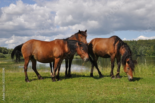 horses in the field © Siberiya