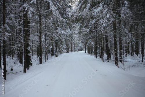 Road in winter forest © NADIN