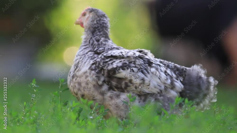 young white cock eats green spring grass young white cock eats green spring grass