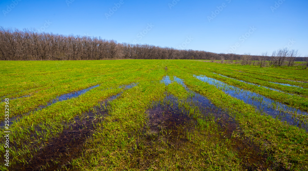 green fields in a water, spring flood scene