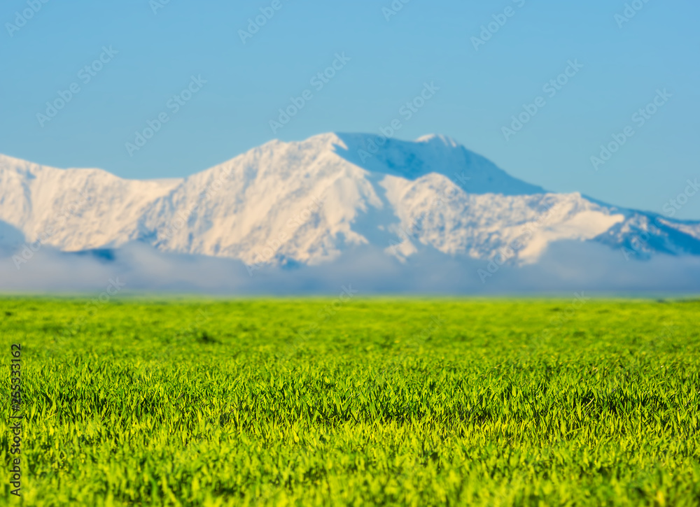 natural landscape, fresh green fields and white snowbound mountain ridge