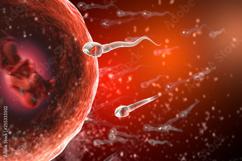 Fertilization of human egg cell by sperm cell spermatozoon photo