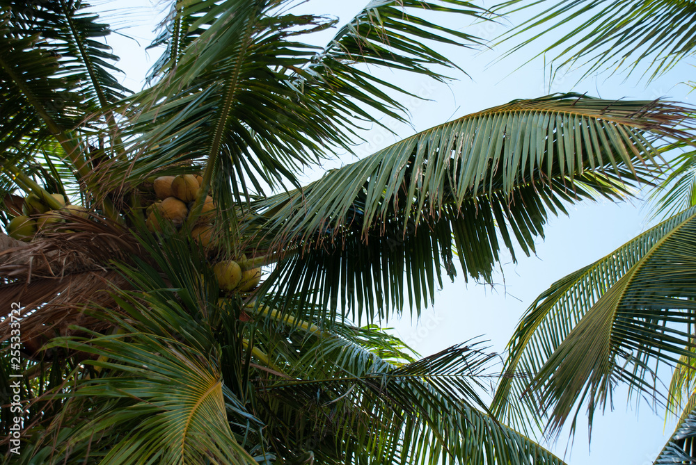 Fototapeta premium Palms full of coconuts