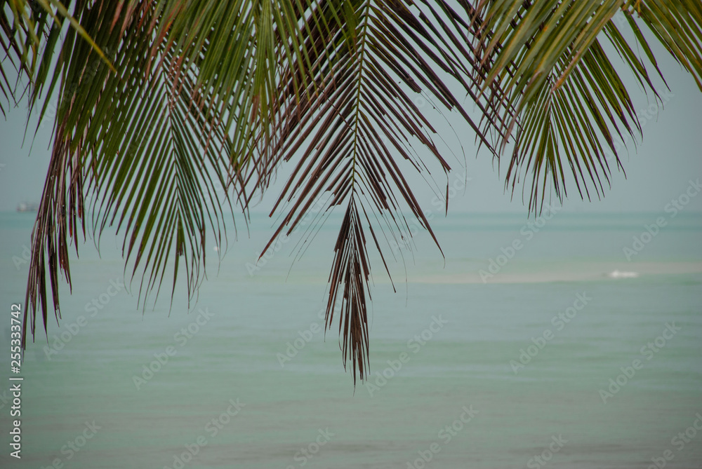 Palm leaves and sea on the background. Horizontal background.