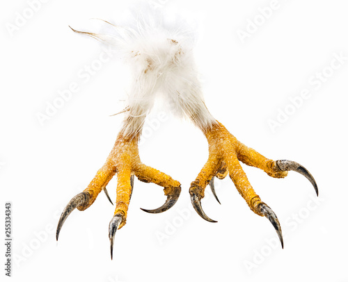 talons of the eagle isolated on white background