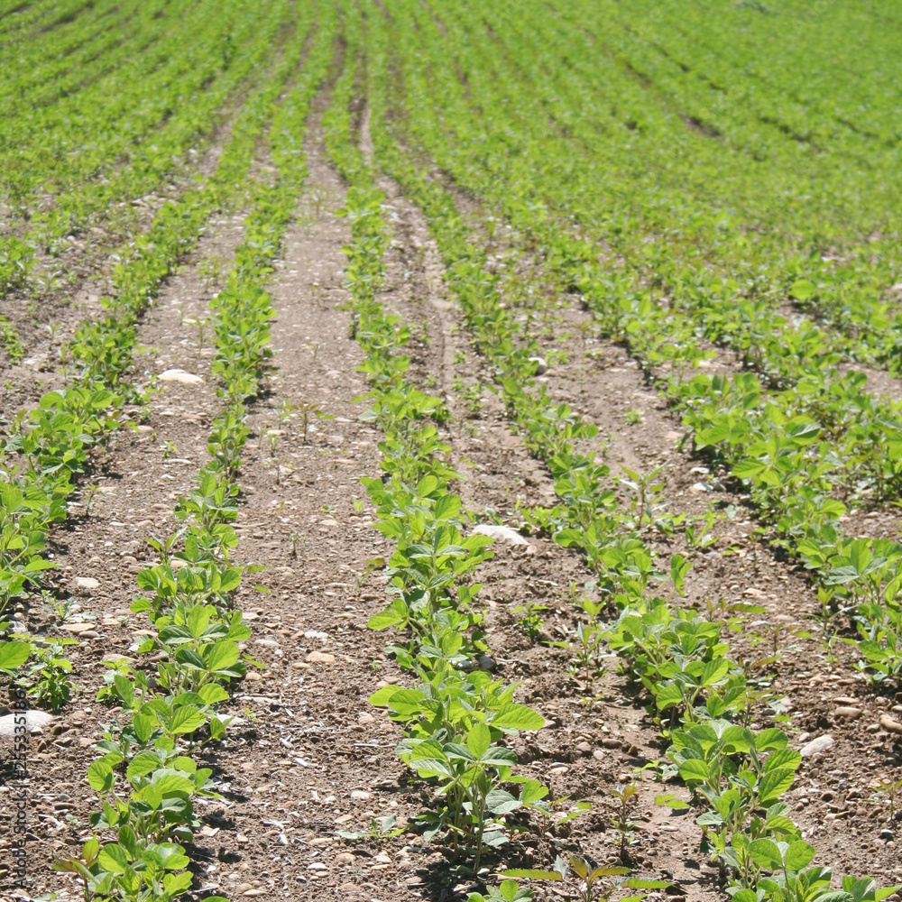 Young soybean plant growing in the field under sunlight