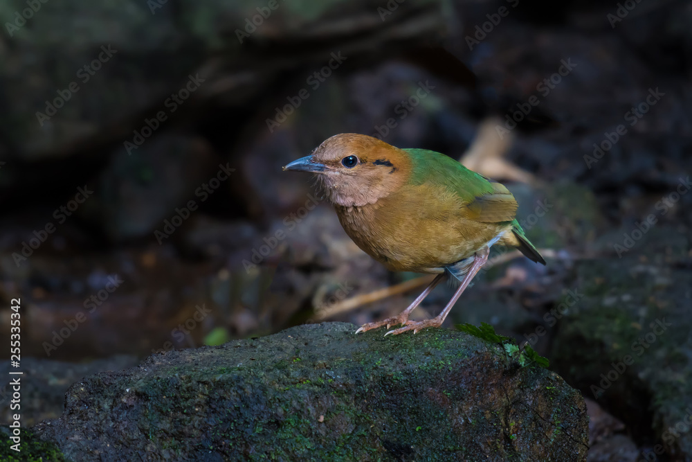 Rusty-naped Pitta Living naturally In Mae Wong National Park Kamphaeng Phet Province, Thailand Rusty-naped Pitta Living naturally In Mae Wong National Park Kamphaeng Phet Province, Thailand