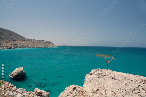 Wild rocky ocean and lonely trees. Yemen. island of Socotra.