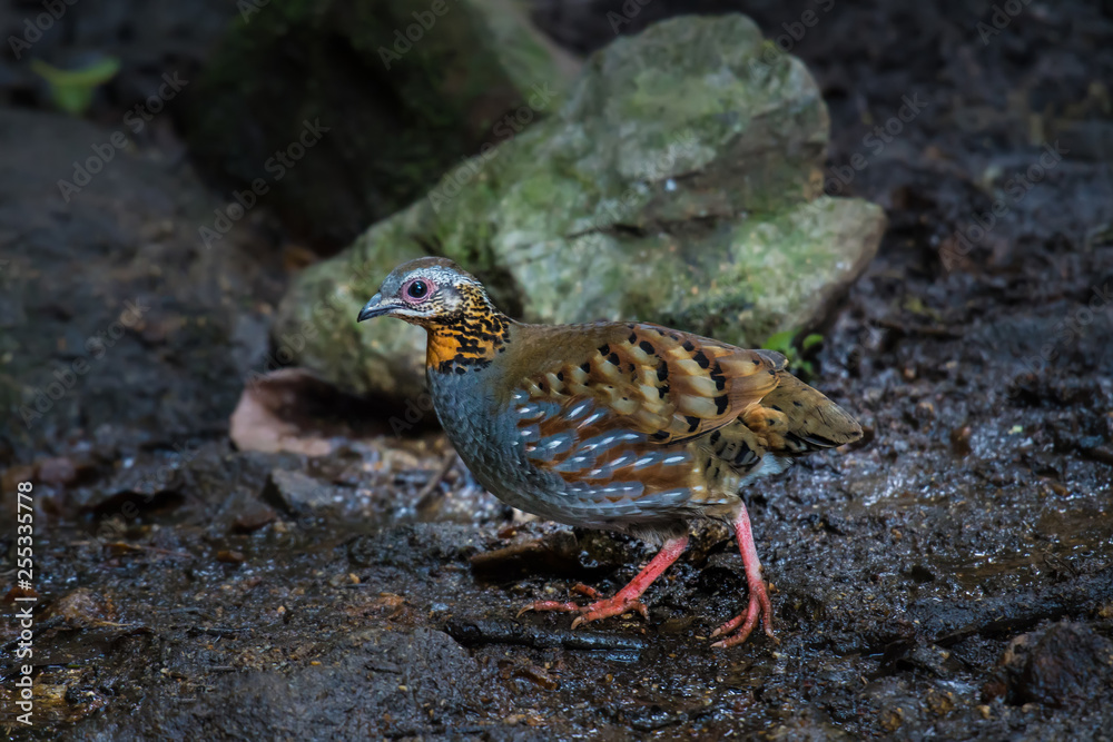 Rufous throated Partridge in nature At Chong Yen, Kamphaeng Phet Province, Thailand Rufous throated Partridge in nature At Chong Yen, Kamphaeng Phet Province, Thailand