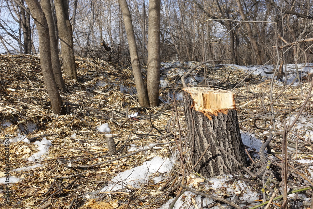 Felled trees. Stump and wood chips. The concept of bad ecology. Cutting down trees. Felled trees. Stump and wood chips. The concept of bad ecology. Cutting down trees.