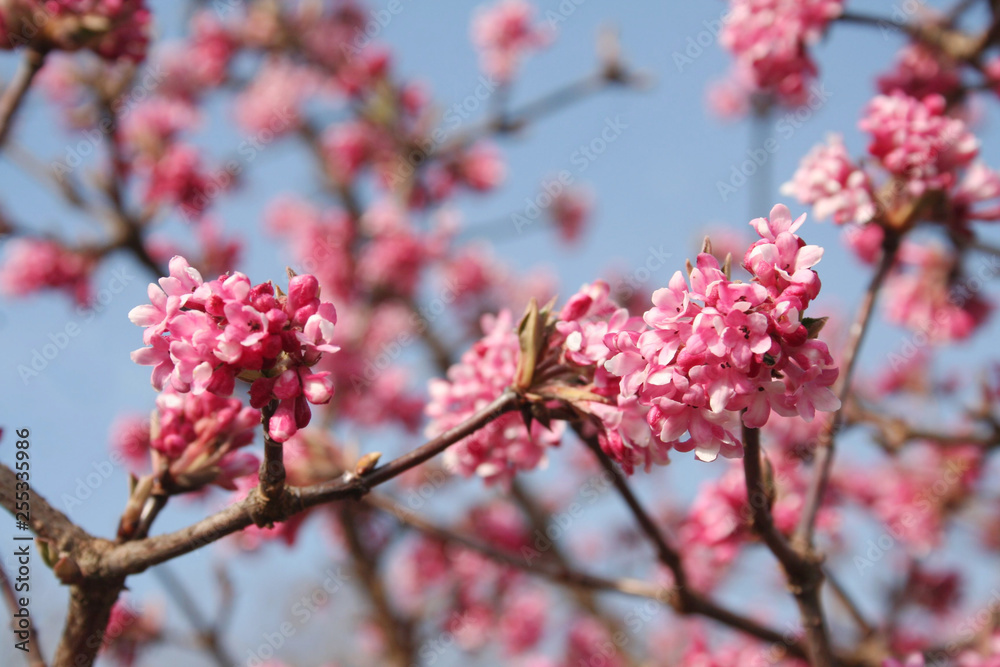 Springtime background. Dawn viburnum with pink flowers. V. bodnantense Springtime background. Dawn viburnum with pink flowers. V. bodnantense