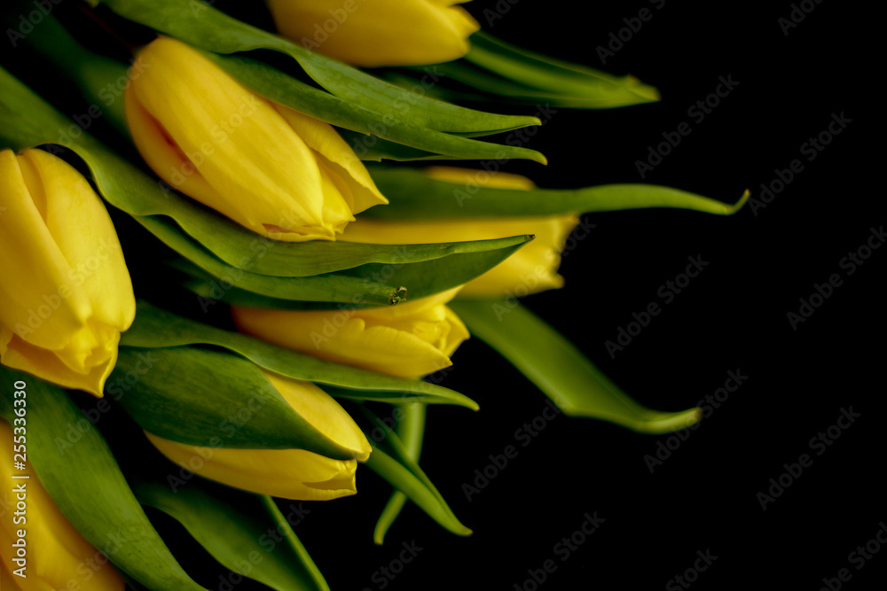 Bouquet of yellow tulips, black background, selective focus, free copy space - perfect for social media Bouquet of yellow tulips, black background, selective focus, free copy space - perfect for social media