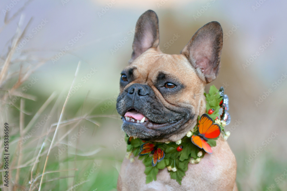 Beautiful fawn and black mask female French Bulldog dog with a self made leaf and butterfly collar in front of blurry background