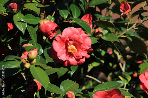 Flor de Camelia